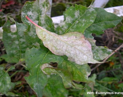 Erysiphe_euonymi Erysiphe euonymi De Candolle 1815 Wirt: Euonymus europeae - Europäisches Pfaffenhüttchen Bemerkungen: die Art wird von Detlef Emgenbroich als relativ selten...